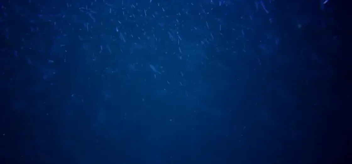 Тестирование Marlins